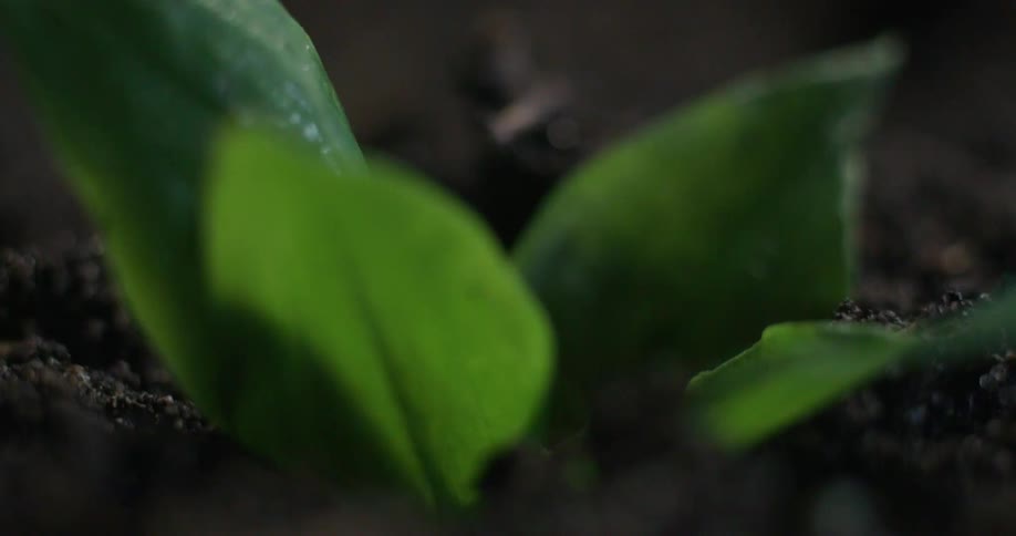 Macro time-lapse footage captures the miraculous growth of a single green sprout as it pushes through the dark earth and unfolds its leaves
