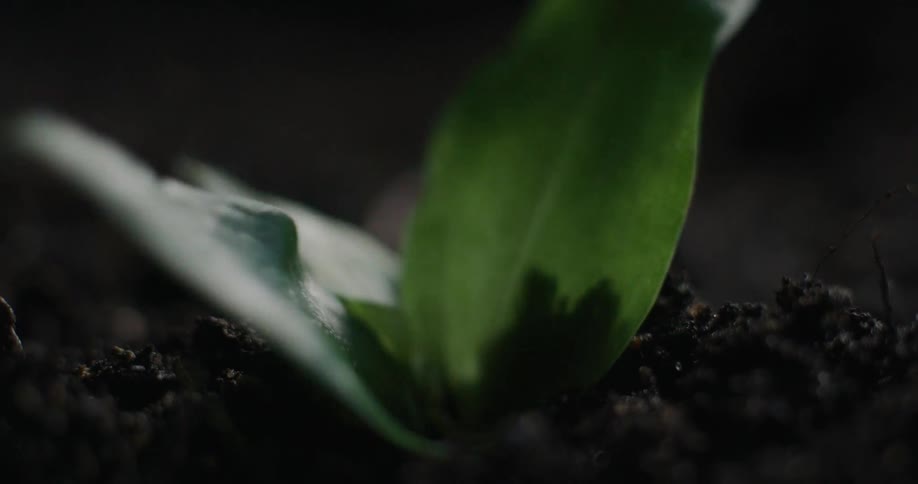 A mesmerizing macro time-lapse shows a single seed sprouting and a vibrant green plant emerging from the dark soil