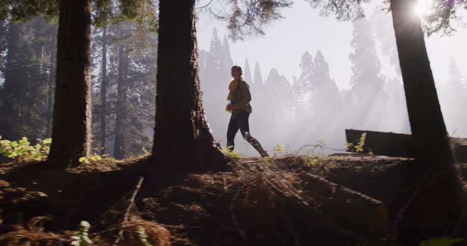 A woman hikes through a majestic, misty redwood forest as beautiful sunbeams shine through the trees