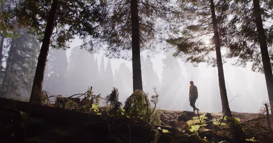 A lone hiker walks along a path in a majestic, foggy forest as golden sunlight streams through the tall trees