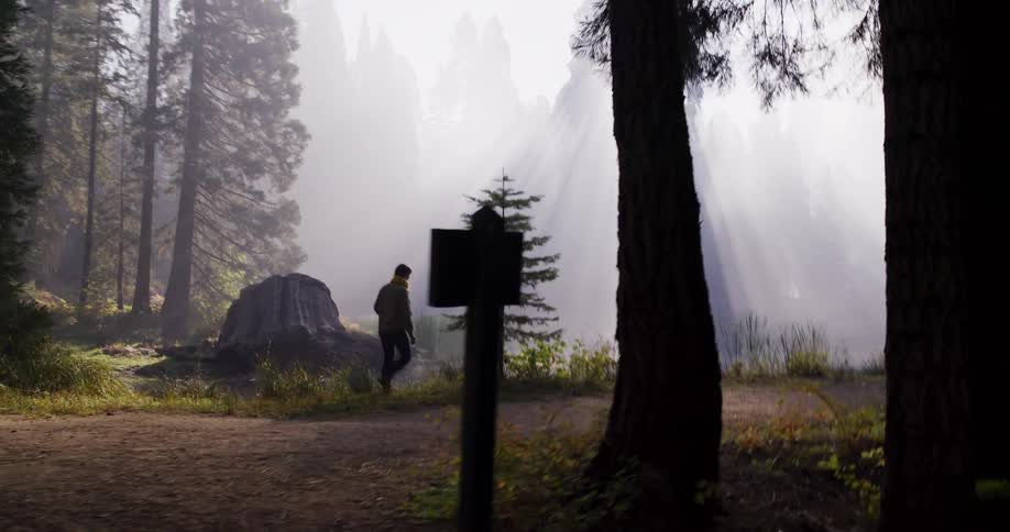 A person walks along a trail next to a pond in a misty forest as beautiful sun rays beam through the tall trees