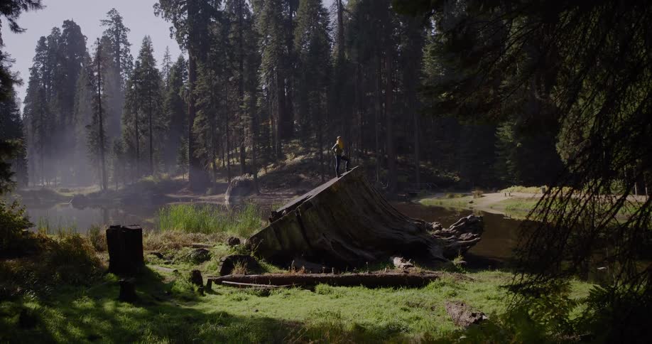 A woman climbs atop a giant fallen tree stump in a misty sequoia forest next to a calm lake