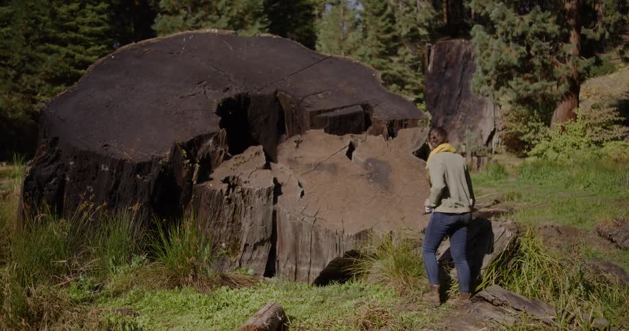 A young woman on a hike stops in awe to examine the enormous stump of a felled giant redwood tree