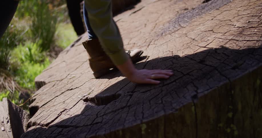 A person in hiking boots carefully steps onto and walks across a large, flat, cracked tree stump in a sunlit forest