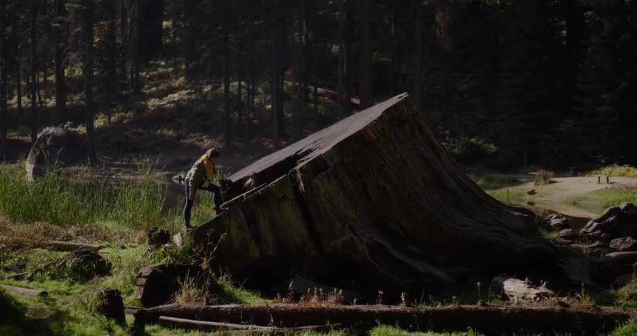 An adventurous woman explores a forest, climbing to the top of a massive, fallen tree stump to take in the serene natural surroundings