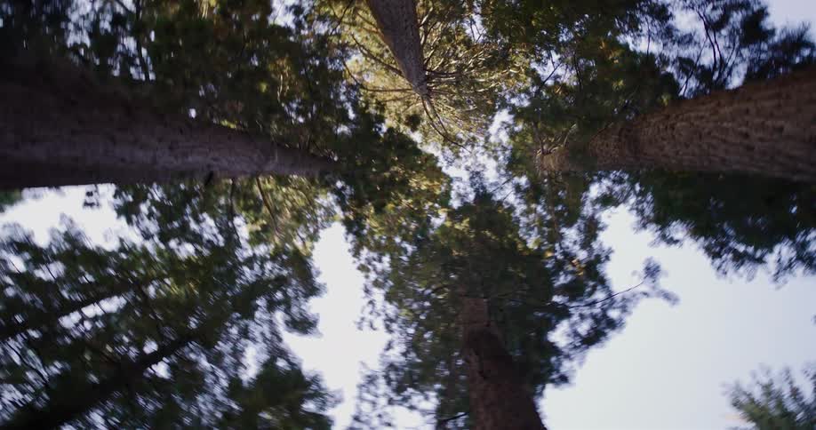 A dizzying upward view spins beneath the majestic canopy of giant forest trees