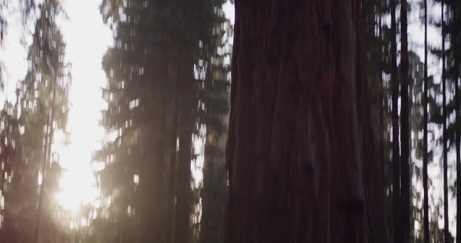 A parent holding a baby touches the base of a giant sequoia tree as golden sunlight filters through the forest