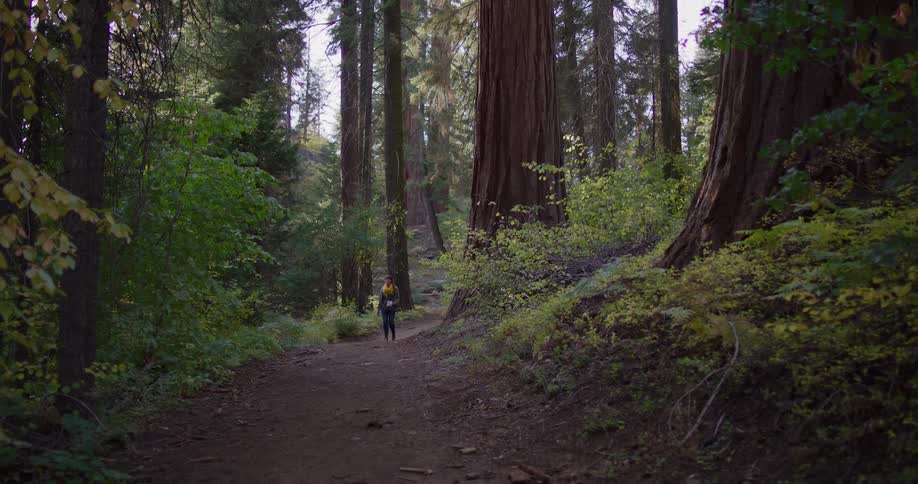 A woman with a backpack hikes along a dirt path in a majestic redwood forest as the camera tilts up to reveal the towering trees