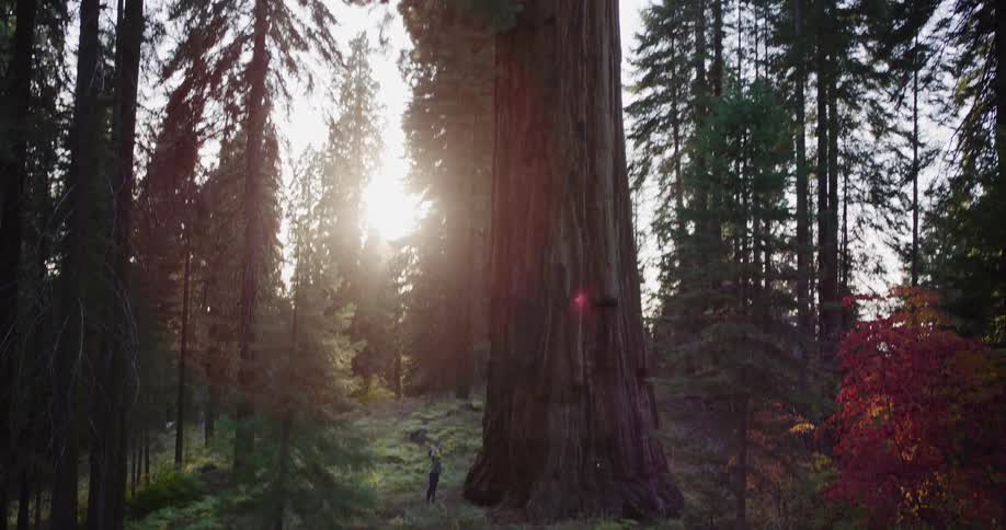 A slow tilt up reveals the immense scale of a majestic Sequoia tree, dwarfing a person standing at its base in a sun-drenched forest