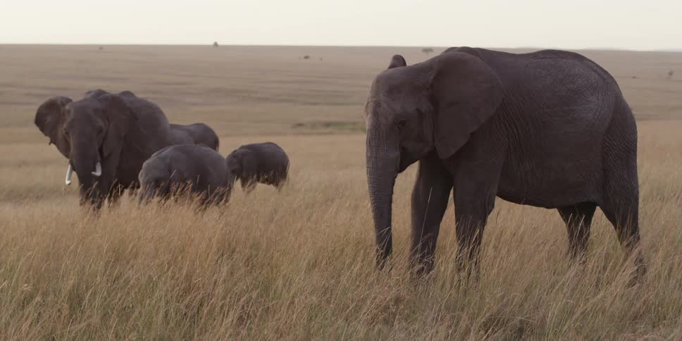 Herd of elephants standing in a field