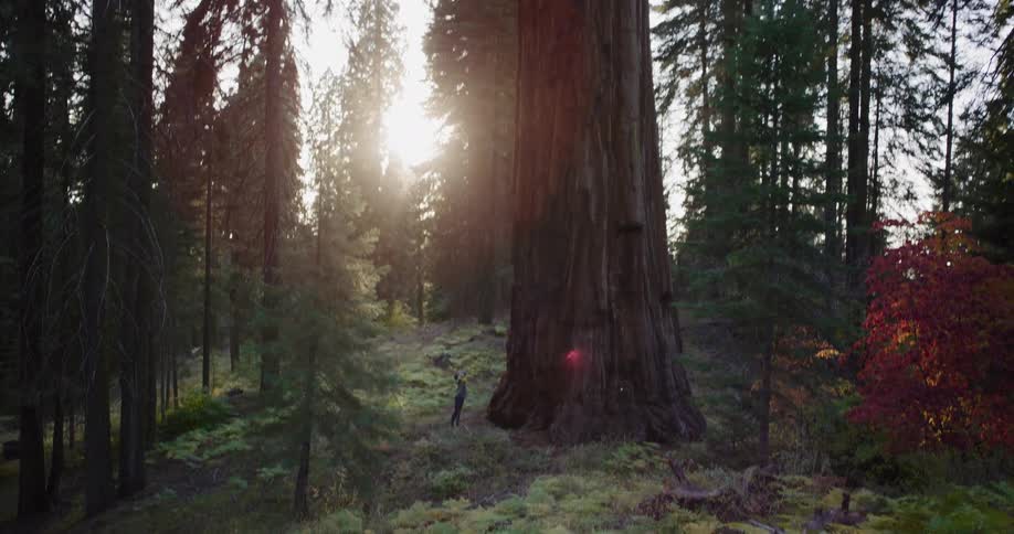 A lone hiker stands dwarfed by a massive sequoia tree in a sunlit forest, emphasizing the grandeur and scale of nature