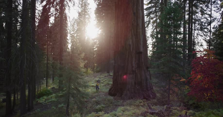 Awe-inspiring view of a hiker dwarfed by a giant sequoia tree with golden sunlight filtering through the forest canopy