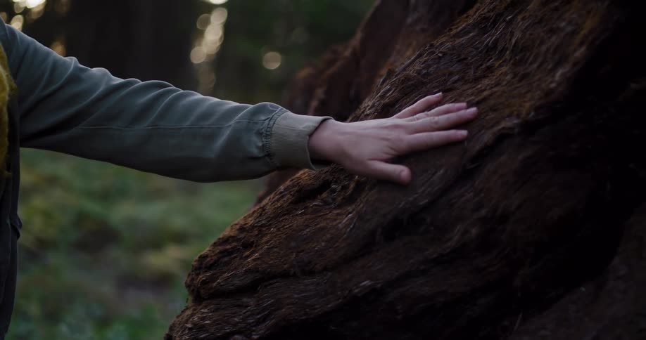 A woman connects with nature by touching a giant fallen tree before looking up in awe through binoculars in a sunlit forest