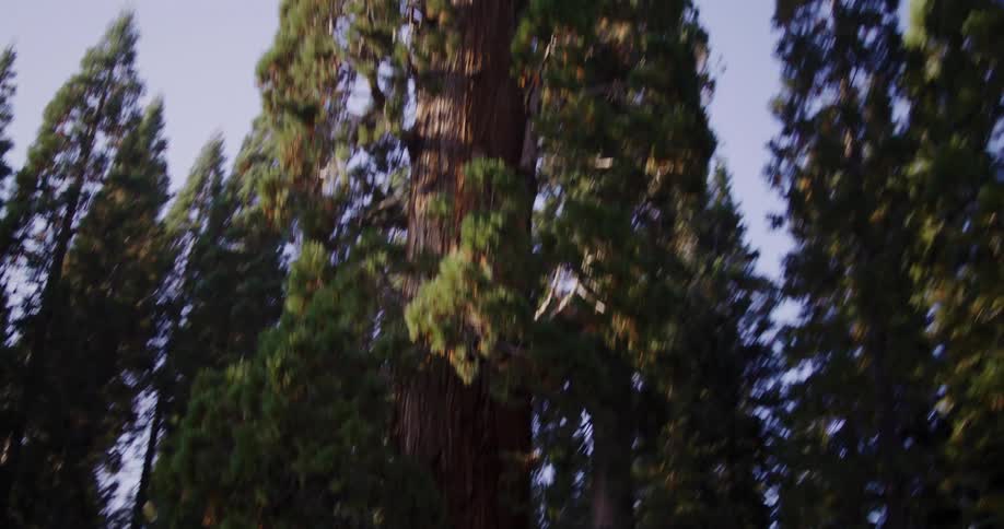 A sweeping tilt up reveals the majestic height of a Giant Sequoia tree from its massive base to its towering canopy