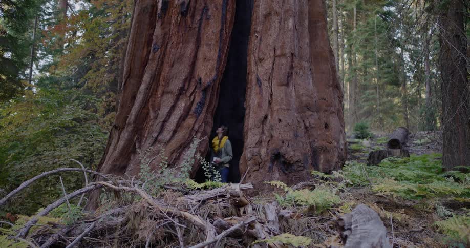 A woman with a yellow scarf walks into the hollowed-out base of a giant sequoia tree in a lush national park forest
