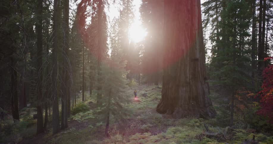 Sunlight flares through a majestic forest of giant sequoia trees as a lone hiker walks through the wilderness