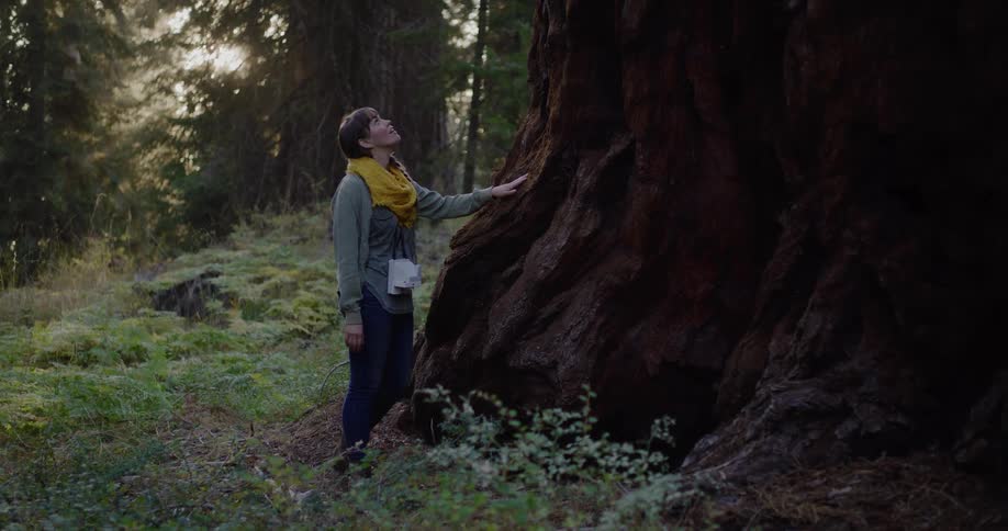 A woman in awe gently touches the massive trunk of a giant sequoia tree in a sun-dappled forest