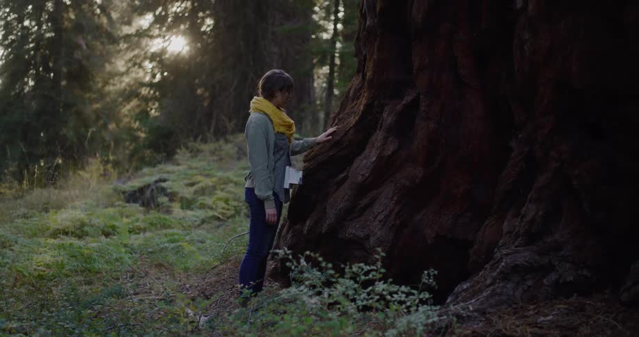 A woman hiking through a sunlit forest gently touches the trunk of a giant sequoia tree in wonder