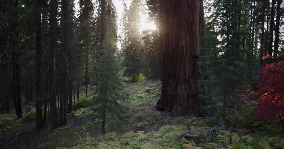 A lone hiker walks through a beautiful sequoia forest as the sun shines through the ancient, towering trees