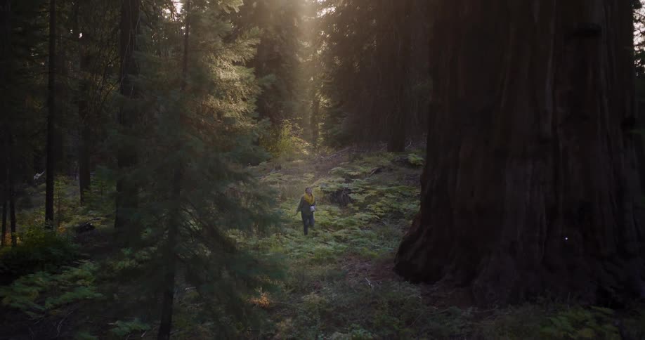 A lone person walks through a serene, ancient forest with giant trees as sun rays beam through the canopy