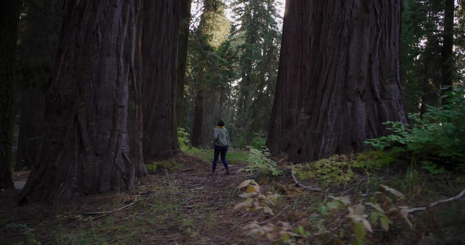 Awe-struck woman explores a majestic forest, dwarfed by the ancient giant sequoia trees as she walks among them