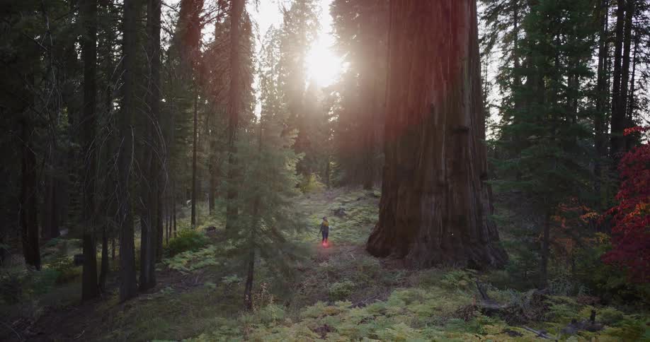 A lone hiker is dwarfed by giant sequoia trees in a majestic forest with the golden sun flaring from behind