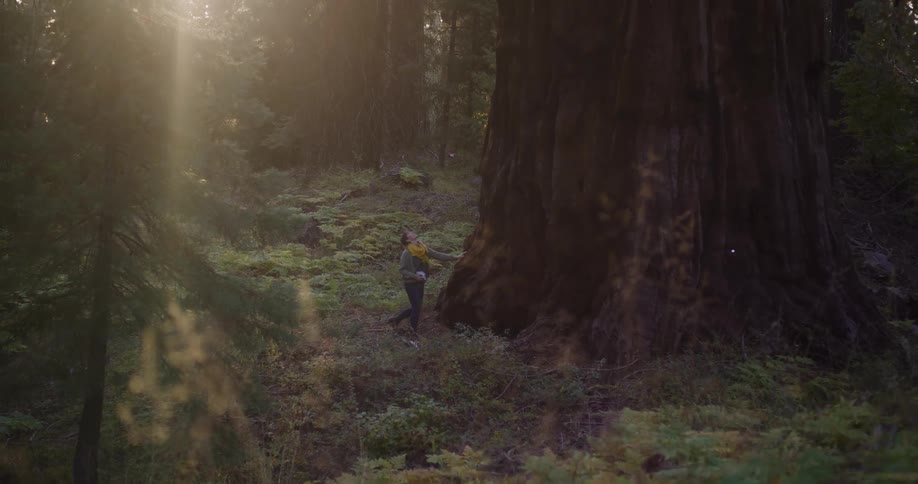 A woman walks through a sunlit forest and stands in awe at the base of a giant sequoia tree