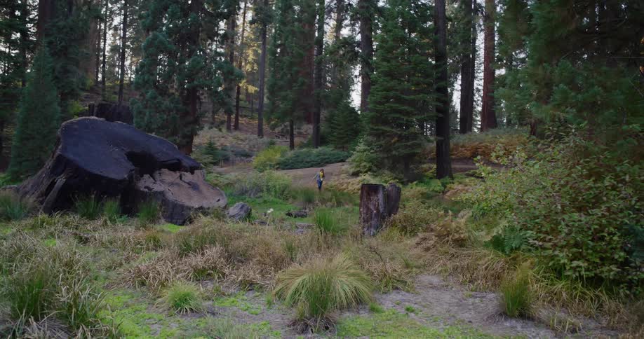 A lone hiker walks on a trail through a majestic forest, dwarfed by towering sequoia trees and a massive, ancient stump
