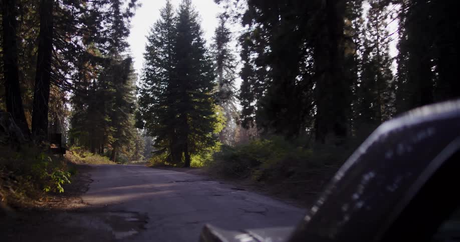 A point-of-view shot from a car driving slowly down a remote, sunlit road through a dense evergreen forest