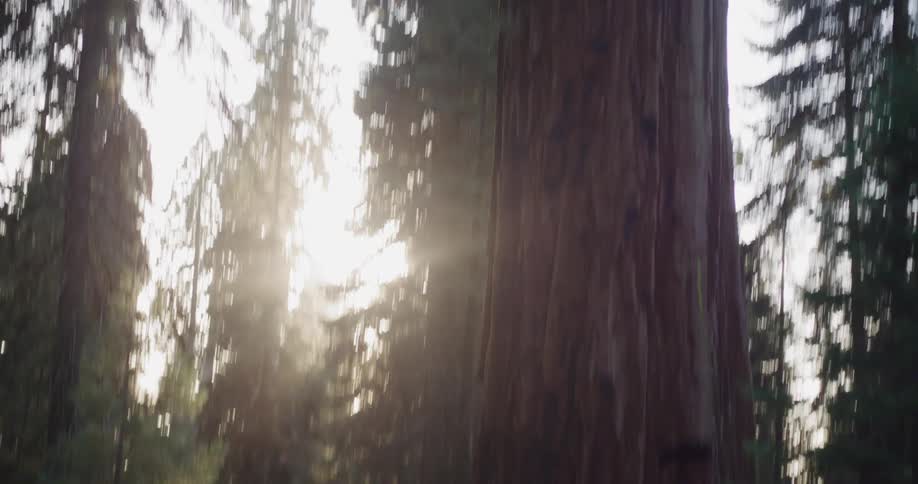 A woman stands in awe, taking a photo of a giant sequoia tree as the camera tilts up its massive trunk towards the sunlit canopy