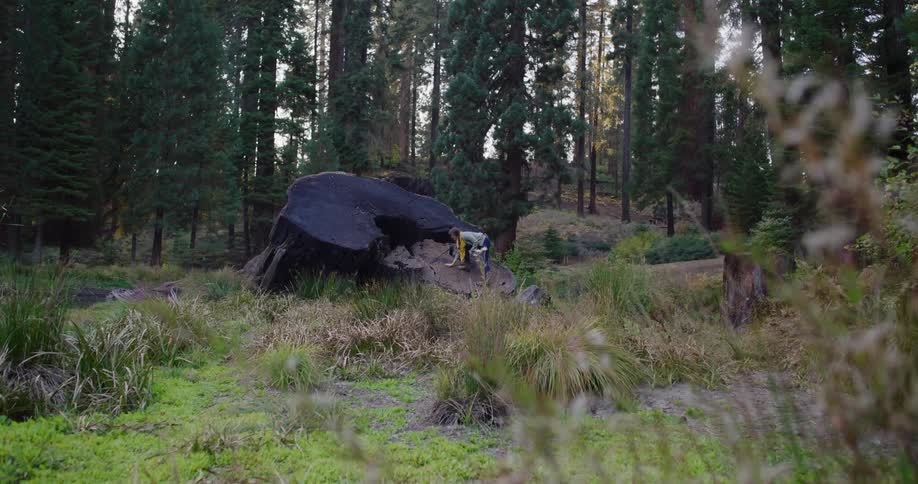 A musician plays a small guitar while sitting on a massive, charred tree stump in a peaceful forest clearing