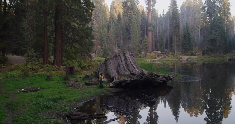 A woman explores the serene landscape of a redwood forest, walking along a giant fallen tree by a reflective lake