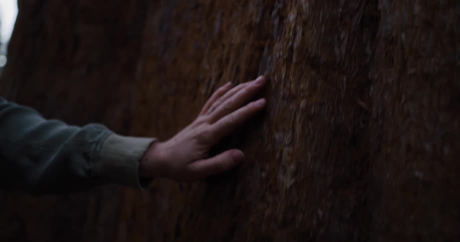 A close-up slow motion shot of a hand gently caressing the massive textured bark of a giant sequoia tree