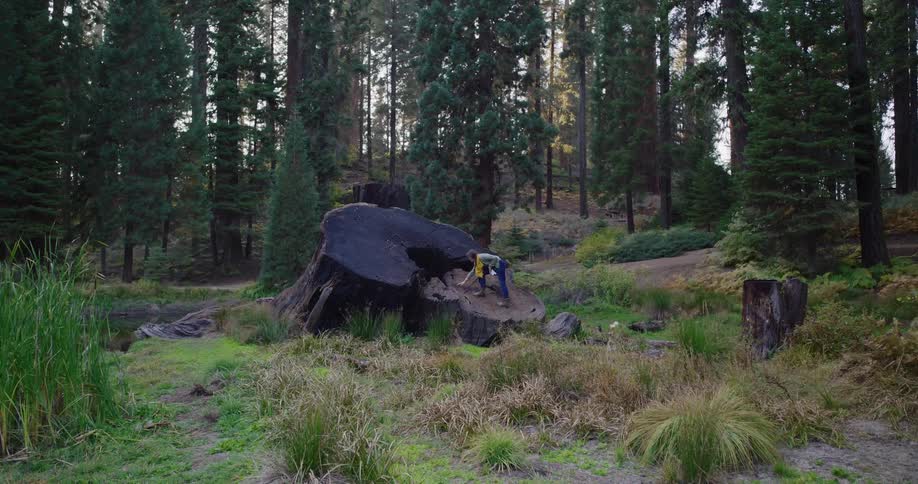 A woman exploring a lush sequoia forest climbs onto a giant, ancient tree stump