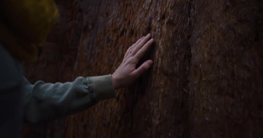 A woman's hand gently glides over the rough bark of a giant sequoia tree in slow motion