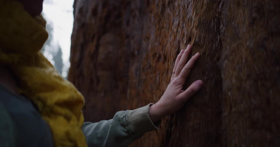 A woman in awe gently places her hand on the ancient bark of a giant sequoia tree in a forest