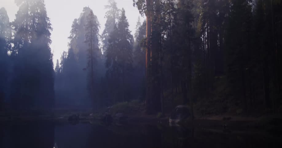 A slow camera tilt up from a calm lake reveals a majestic, misty forest with giant sequoia trees at dawn