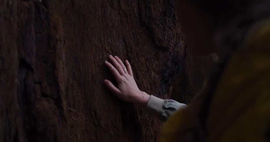 A woman's hand gently glides over the textured bark of a giant, ancient tree in a quiet forest