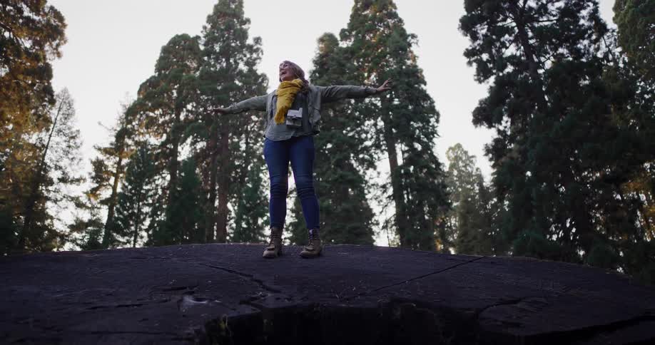 A joyful female hiker climbs to the top of a giant tree stump in a sequoia forest and spreads her arms wide in celebration