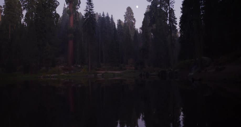 Tranquil tilt-up from a moonlit lake reflection to reveal a majestic and serene sequoia forest at dusk
