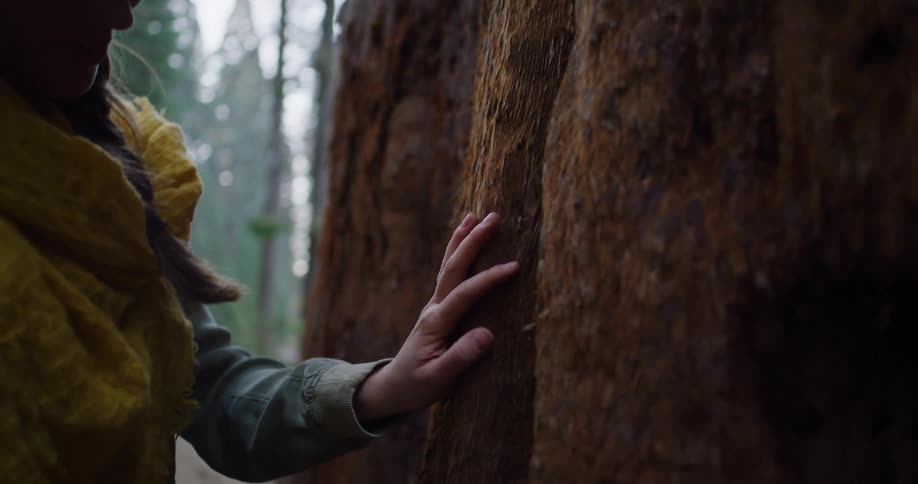 A smiling woman gently touches the bark of a giant sequoia tree, connecting with the ancient forest