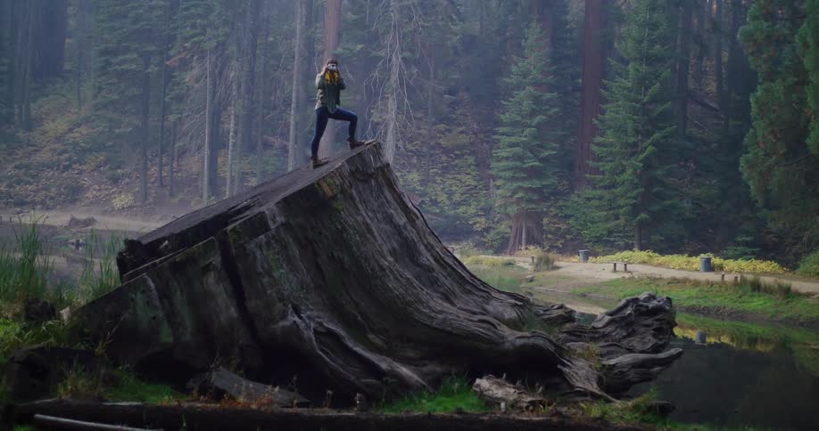 A woman climbs to the top of a giant fallen tree stump in a misty forest and takes in the view