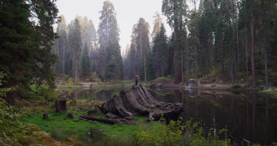 A lone traveler climbs onto a massive tree stump by a tranquil lake and raises his arms in the middle of a majestic sequoia forest