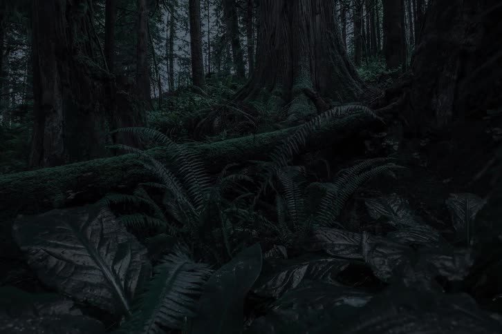 A slow, mysterious low-angle pan reveals towering ancient trees in a dark, spooky forest at night