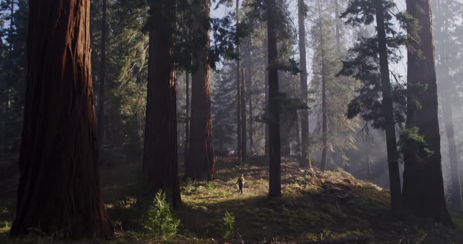 A lone hiker stands in a sunlit clearing, dwarfed by the magnificent giant sequoia trees in a majestic forest