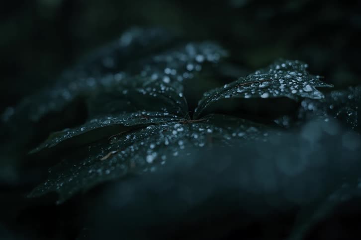 A moody macro shot captures shimmering water droplets resting on dark green leaves after a rain