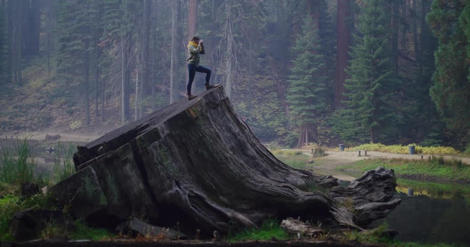 An adventurous hiker stands triumphantly atop a giant redwood tree stump, surveying the misty forest scenery