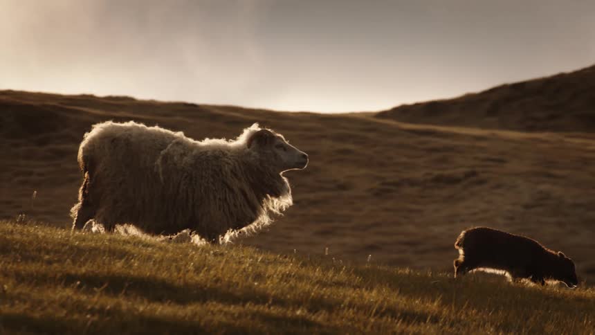 A mother sheep and her two lambs graze peacefully on a golden, sunlit hillside in slow motion