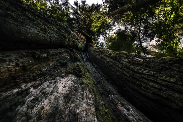 A slow pan down a massive, moss-covered tree trunk in an ancient forest, revealing a hollow base that frames the surrounding woods