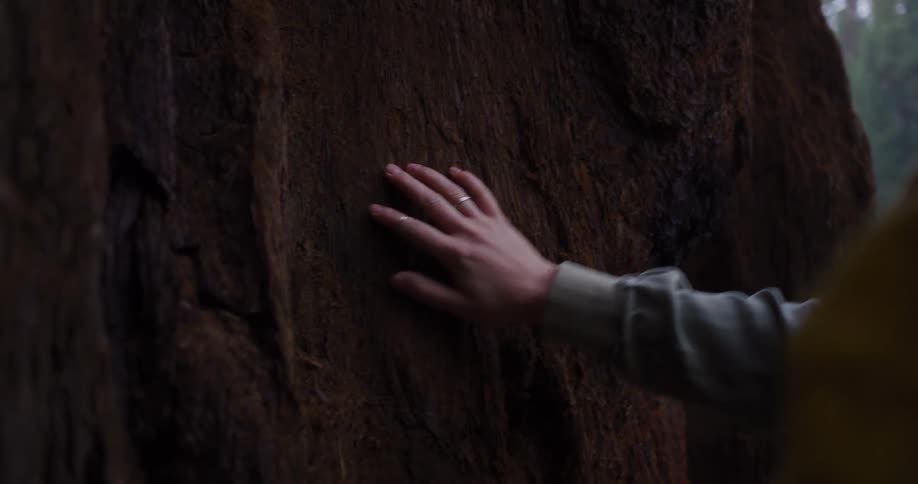 A person's hand gently glides over the ancient, textured bark of a giant sequoia tree in slow motion